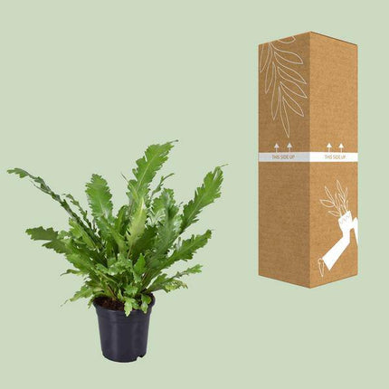 Nestfarn – Asplenium Nidus – Zimmerpflanze – Ø17cm – ca. 45cm hoch – dekorativer pflegeleichter Farn für Zuhause & Büro