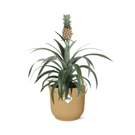 Ananaspflanze – Ananas Mi Amigo – tropische Zimmerpflanze im Topf Vibes Fold 14cm Gelb – pflegeleicht & dekorativ