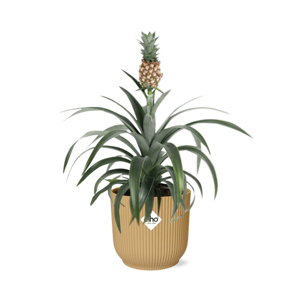 Ananaspflanze – Ananas Mi Amigo – tropische Zimmerpflanze im Topf Vibes Fold 14cm Gelb – pflegeleicht & dekorativ