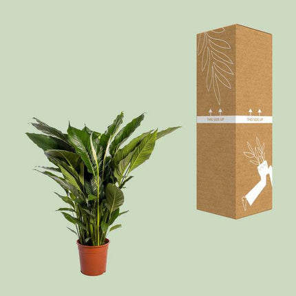 Einblatt Spathiphyllum Sweet Sebastiano Blanco – Ø24cm – ↕110cm – Pflegeleichte Friedenslilie mit weißen Blüten – Luftreinigende Zimmerpflanze für Wohnzimmer, Büro & Schlafzimmer
