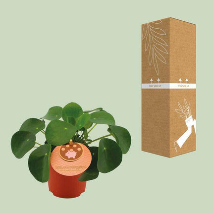 Chinesischer Geldbaum – Pilea Peperomioides – Zimmerpflanze – Ø11cm – ↕15cm – Trendige & pflegeleichte Grünpflanze – Luftreinigend & dekorativ