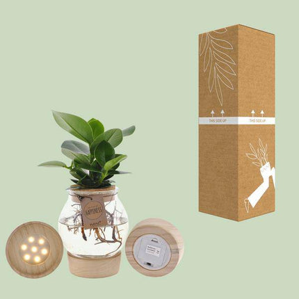 Clusia im sphärischen Glas mit LED & Schnappkorken – Ø12cm – ↕30cm – Pflegeleichte Hydroponie-Zimmerpflanze im dekorativen Glasgefäß – Begrünung für Wohnzimmer, Büro & Geschenkidee