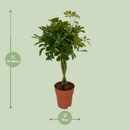 Strahlenaralie Schefflera Compacta Zimmerpflanze Ø19cm ↕80cm – pflegeleichte Grünpflanze für Wohnzimmer, Büro & helle Standorte kaufen