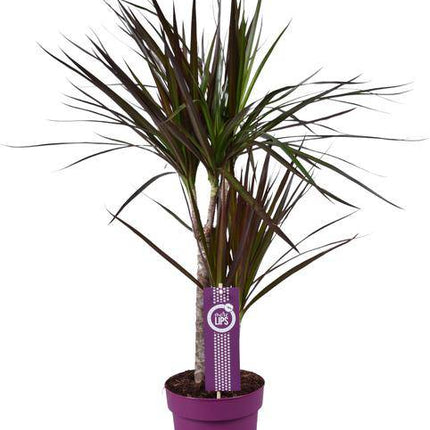 Drachenbaum – Dracaena Magenta – Zimmerpflanze – Ø17cm – ↕70cm – pflegeleichte Luftreiniger-Pflanze mit farbenfrohem Blattwerk