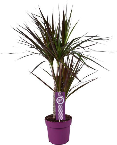 Drachenbaum – Dracaena Magenta – Zimmerpflanze – Ø17cm – ↕70cm – pflegeleichte Luftreiniger-Pflanze mit farbenfrohem Blattwerk