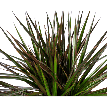 Dracaena Marginata Magenta – Drachenbaum – Zimmerpflanze – Ø17cm – ↕50-70cm – Pflegeleichte Grünpflanze mit roten Blatträndern