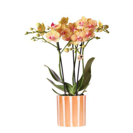 Phalaenopsis Orchidee Bozen Orange – Zimmerpflanze Ø9cm – inkl. Painted Stripe Topf Orange – Exotische Orchidee mit 2–3 Blütenstielen – Dekorative Blütenpflanze für Wohnzimmer & Büro