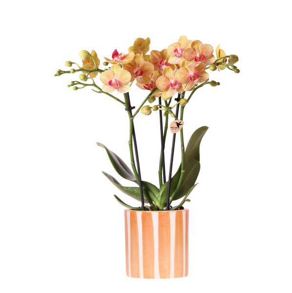 Phalaenopsis Orchidee Bozen Orange – Zimmerpflanze Ø9cm – inkl. Painted Stripe Topf Orange – Exotische Orchidee mit 2–3 Blütenstielen – Dekorative Blütenpflanze für Wohnzimmer & Büro
