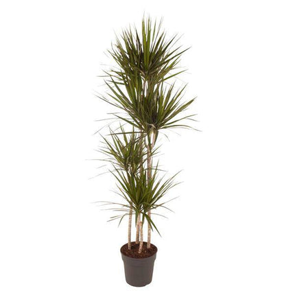 Drachenbaum – Dracaena Marginata 160cm – Ø27cm – Zimmerpflanze mit grünen Blättern & roten Rändern – In braunem Design-Topf – Pflegeleichte Dekopflanze für Wohnzimmer, Büro & Wintergarten