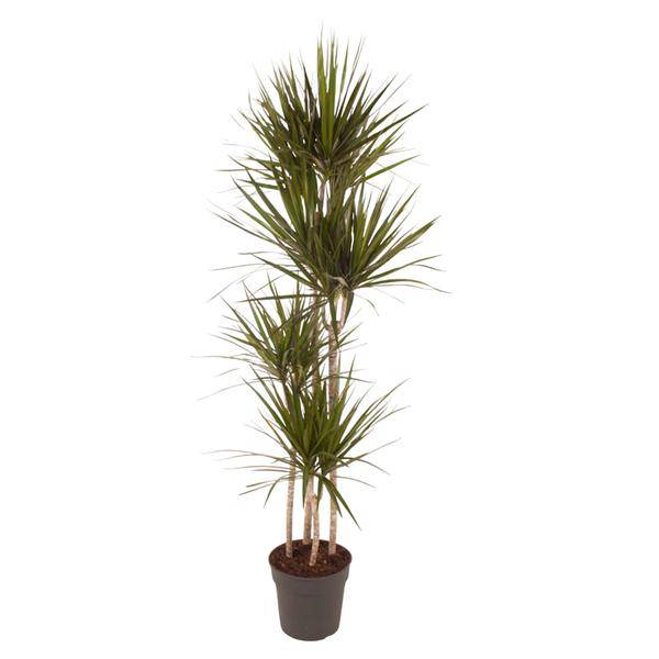 Drachenbaum – Dracaena Marginata 160cm – Ø27cm – Zimmerpflanze mit grünen Blättern & roten Rändern – In braunem Design-Topf – Pflegeleichte Dekopflanze für Wohnzimmer, Büro & Wintergarten