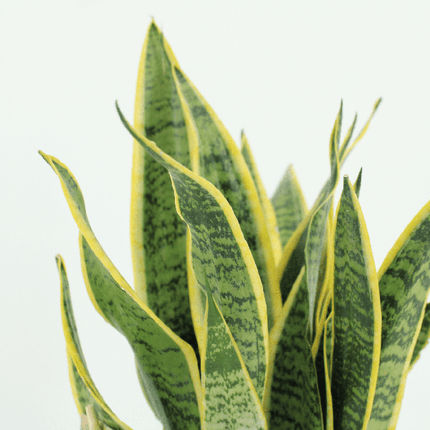 Bogenhanf Sansevieria Laurentii Zimmerpflanze Ø14cm ↕40cm – pflegeleichte Grünpflanze für Wohnzimmer, Büro & helle Standorte kaufen