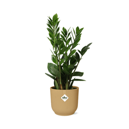 Glücksfeder Zamioculcas – 45-50cm Zimmerpflanze inkl. Ziertopf Vibes Fold Gelb Ø14cm – Pflegeleichte Grünpflanze mit glänzenden Blättern – Für Wohnzimmer, Büro & schattige Standorte