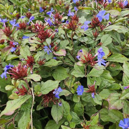 Ceratostigma plumbaginoides – Kriechende Hornnarbe – Bodendecker ↕10-25cm Ø9cm – Blaue Blüten & glänzendes Laub – Pflegeleicht & winterhart