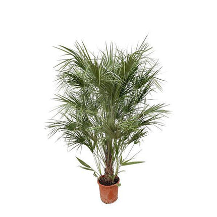 Grüne Zwergpalme – Chamaerops Humilis 170cm – Ø30cm – Mediterrane Kübelpflanze mit fächerförmigen Blättern – Robuste Palme für Garten, Terrasse, Wintergarten & Balkon – Pflegeleicht