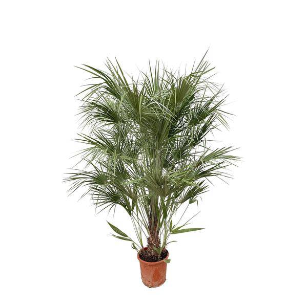Grüne Zwergpalme – Chamaerops Humilis 170cm – Ø30cm – Mediterrane Kübelpflanze mit fächerförmigen Blättern – Robuste Palme für Garten, Terrasse, Wintergarten & Balkon – Pflegeleicht