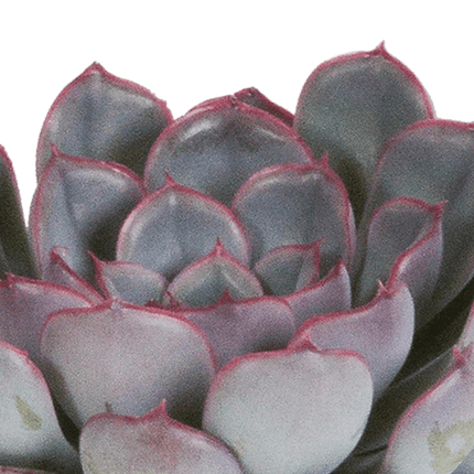 Steinrose Echeveria Mix – 3 Pflanzen Ø8,5cm – Farbenfrohe Sukkulenten – Zimmerpflanzen – Pflegeleicht & dekorativ – Direkt vom Erzeuger