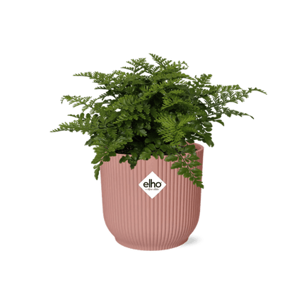 Nestfarn Asplenium Parvati – Zimmerpflanze inkl. Ziertopf Vibes Fold Rosa Ø14cm – Tropischer Farn mit dekorativen Wedeln – Pflegeleicht & luftreinigend – Für Wohnzimmer & Büro