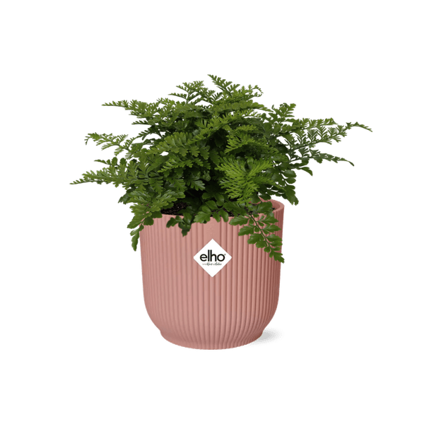 Nestfarn Asplenium Parvati – Zimmerpflanze inkl. Ziertopf Vibes Fold Rosa Ø14cm – Tropischer Farn mit dekorativen Wedeln – Pflegeleicht & luftreinigend – Für Wohnzimmer & Büro