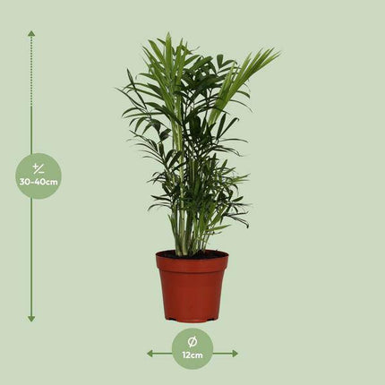 Mexikanische Bergpalme – Chamaedorea Elegans – Zimmerpflanze – Ø12cm – ↕40cm – pflegeleichte Zwergbergpalme mit tropischem Flair – grüne Palme für Zuhause & Büro