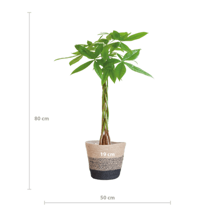 Pachira Aquatica Glückskastanie 80cm – Geldbaum Zimmerpflanze Ø21cm im nachhaltigen Jutekorb Lissabon Schwarz – Dekopflanze für Wohnzimmer Büro