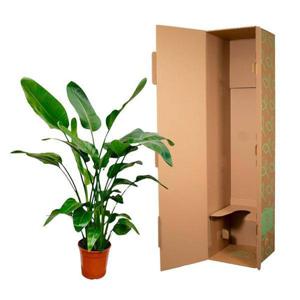 Baum-Strelitzie – Strelitzia Nicolai – Zimmerpflanze – 150cm – Ø24cm – tropische Bananenpflanze mit großen grünen Blättern für Wohnzimmer, Büro und Wintergarten