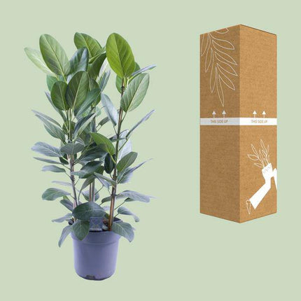 Banyanbaum – Ficus Audrey – 3 Pflanzen – Zimmerpflanze – Ø27cm – ↕105cm – Tropische Grünpflanze mit glänzenden Blättern – Pflegeleicht & dekorativ