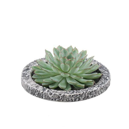 Sukkulente – Echeveria pulidonis Rootless – Ø20cm Schale „Concrete“ – Zimmerpflanze ohne Wurzeln – Pflegeleichte Schnitt-Sukkulente als Deko für Zuhause & Feste