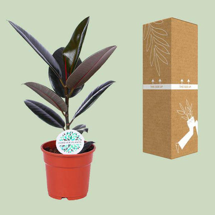 Gummibaum – Ficus Elastica Abidjan – Zimmerpflanze – Ø17cm – ca. 55cm hoch – dekorative & pflegeleichte Grünpflanze für Zuhause & Büro