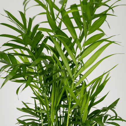 Mexikanische Bergpalme – Chamaedorea Elegans – 2 Pflanzen – Zimmerpflanze – Ø12cm – ↕40cm – pflegeleichte Grünpflanze für Wohnung, Büro & Schattenbereiche