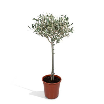 Olivenbaum Olea europaea – Mediterrane Zimmer- & Terrassenpflanze – Höhe ca. 90cm – Ø19cm – Immergrün & dekorativ – Robust & pflegeleicht