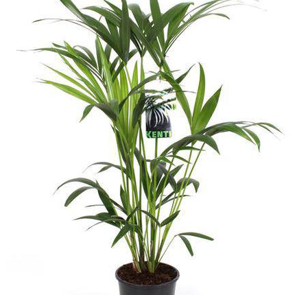 Kentiapalme – Howea Forsteriana – Zimmerpflanze Ø19cm ↕80cm – pflegeleichte luftreinigende Palme für Wohnzimmer Büro Flur