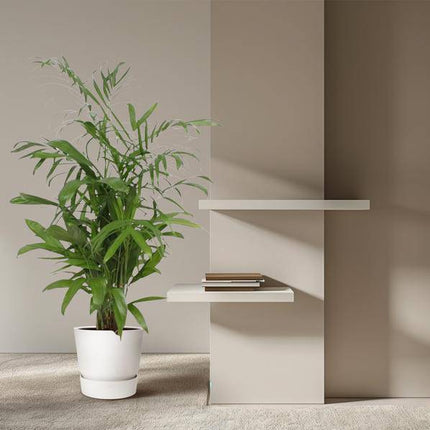 Bambuspalme Chamaedorea Seifrizii Zimmerpflanze Ø27cm ↕140cm – tropische Grünpflanze für Wohnzimmer, Büro & helle Standorte kaufen