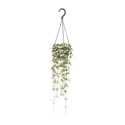 Leuchterblume Ceropegia woodii – Zimmerpflanze – Ø14cm – ↕50cm – pflegeleichte Hängepflanze mit dekorativen Ranken – ideal für Wohnzimmer, Büro & Fensterbank