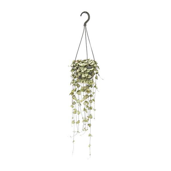 Leuchterblume Ceropegia woodii – Zimmerpflanze – Ø14cm – ↕50cm – pflegeleichte Hängepflanze mit dekorativen Ranken – ideal für Wohnzimmer, Büro & Fensterbank