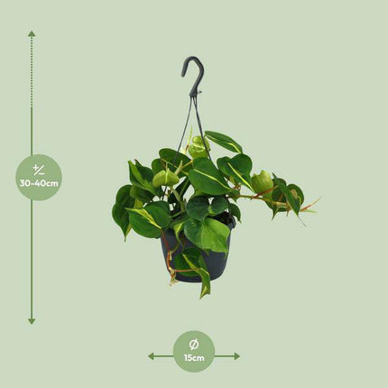 Herzblatt Philodendron Scandens Brasil – Ø15cm – ↕35cm – Pflegeleichte Kletterpflanze mit herzförmigen Blättern – Zimmerpflanze für Wohnzimmer, Büro & Schlafzimmer