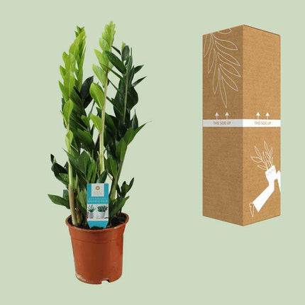 Glücksfeder – Zamioculcas Zamiifolia – Zimmerpflanze – Ø17cm – ca. 65cm hoch – pflegeleichte grüne Pflanze für Wohnung & Büro