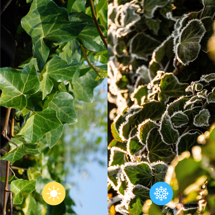 Hedera Hibernica Fertighecke – Efeu-Hecke – Höhe ca. 120cm – Immergrüne Sichtschutzpflanze – Sofortige Privatsphäre für Garten, Terrasse & Außenbereich