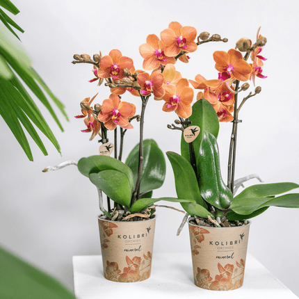 Phalaenopsis Orchideen Bozen Orange – 4 Orchideen – Topfgröße Ø9cm – Zimmerpflanzen Set mit kräftigen Blütenstielen – elegante Orchideen Dekoration