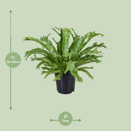 Nestfarn – Asplenium Nidus Crissie – Zimmerpflanze – Ø17cm – ca. 40cm hoch – pflegeleichter Farn für Zuhause & Büro – luftreinigende Grünpflanze