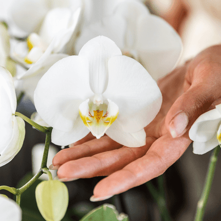Orchidee Gent Weiß – 4er Set – Zimmerpflanzen mit weißen Blüten – Ø12cm – Frisch vom Bauern – Langlebige Blüte – Elegante Wohnraum-Deko