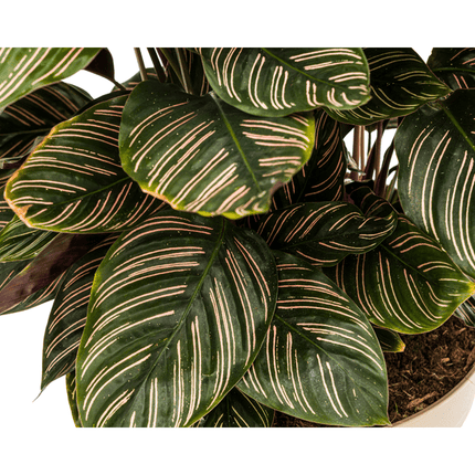 Calathea Ornata Sanderiana – Korbmarante – Zimmerpflanze Ø27cm – ↕60-80cm – Tropische Innenpflanze mit pinken Streifen – Pflegeleicht & dekorativ