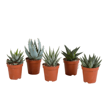 Sukkulenten Mix Gasteria & Haworthia – 5 Pflanzen – Ø5,5cm Zimmerpflanzen – Verschiedene Mini-Sukkulenten – Pflegeleichte Pflanzen für Fensterbank, Büro & Wohnzimmer