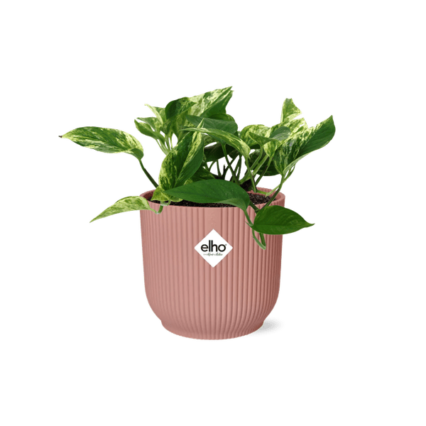 Efeutute Scindapsus Epipremnum Marble Queen – Zimmerpflanze inkl. Ziertopf Vibes Fold Rosa Ø14cm – Herzförmige, marmorierte Blätter – Luftreinigend & pflegeleicht – Für Wohnzimmer & Büro
