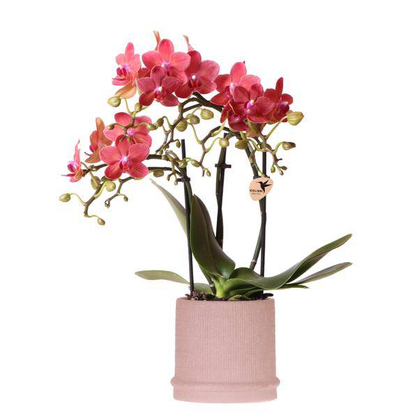 Rote Phalaenopsis Orchidee Congo mit 2-3 Stielen im Bali Ziertopf Sand Ø9cm – Exotische Zimmerpflanze im ethnischen Design für Wohnzimmer Büro Deko