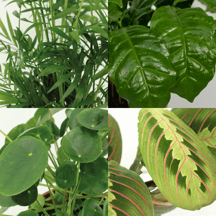 Tierfreundliches Pflanzenset Ø12cm ↕20-40cm – pflegeleichtes Pflanzen Set für Urban Jungle, Fensterbank, Wohnzimmer & Büro