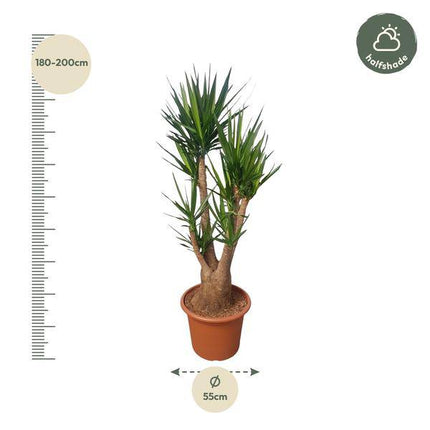 Riesen-Palmlilie – Yucca Elephantipes verzweigt – Zimmerpflanze 190cm – Ø55cm – Tropische Grünpflanze für Wohnzimmer, Büro & Wintergarten – Pflegeleicht & robust