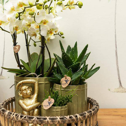 Ornament Dekoskulptur Sitzender Affe – Gold – Handgefertigte Polystone-Figur – 13cm – Verspieltes Dekoaccessoire für Zuhause und Pflanzensets