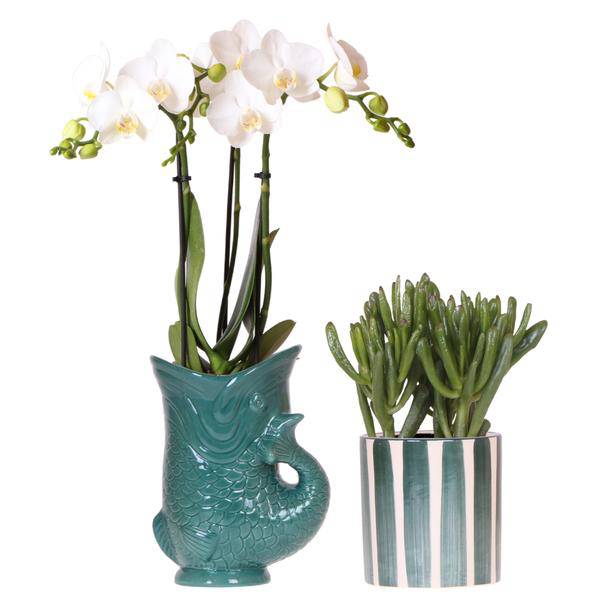 Phalaenopsis Orchidee Amabilis Weiß & Crassula Hobbit – Pflanzenset Ø9cm – Zimmerpflanze im grünen Fisch – Mediterrane Deko für Wohnzimmer & Büro