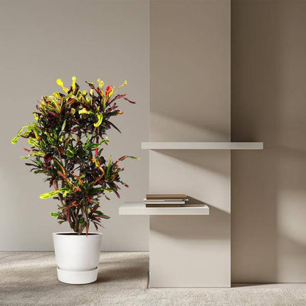 Wunderstrauch – Codiaeum Mammi – Zimmerpflanze – 120cm – Ø31cm – bunte exotische Blätter in Grün, Gelb, Rot und Orange – dekorative Indoor-Pflanze