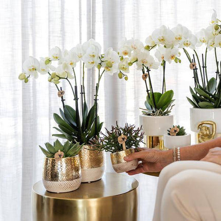 Phalaenopsis Orchidee Amabilis Weiß – 35cm Höhe – Ø9cm – Mit dekorativem Elite Topf Gold – Edle Zimmerpflanze mit 2-3 Blütenstielen